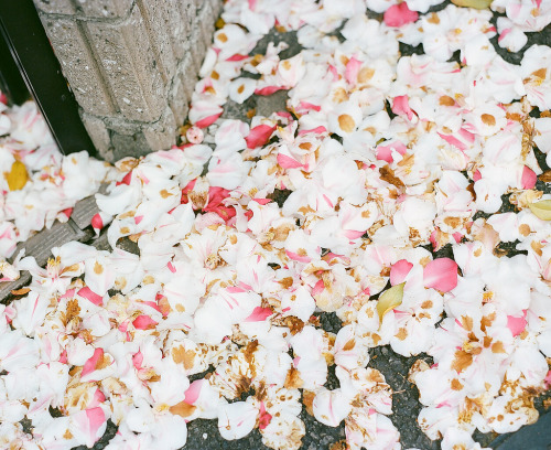 fluoric:  13740004 (by asgi*)
