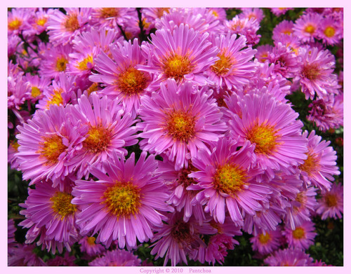 Welcome to Belgium !!! (Aster dumosus) by Pantchoa on Flickr.