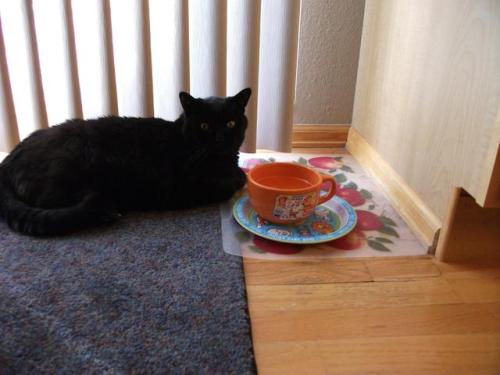 reelaroundthedavekan: Our black kitty Sanders who we said goodbye to in 2013 after being with us for