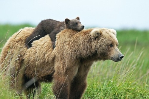  Mom and Teddy Bear .