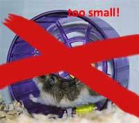 10 Steps To Care For Your Hamster (long post!)