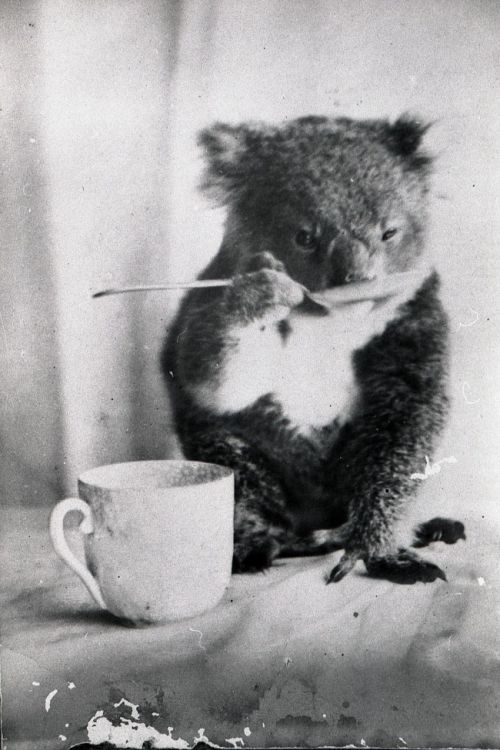 my-retro-vintage: Pet koala drinks from a spoon  by F Davey, Australia.  1900