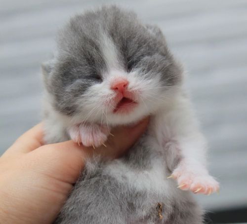 Cute British Shorthair Babies! :3@mostlycatsmostly, just look at them ^_^