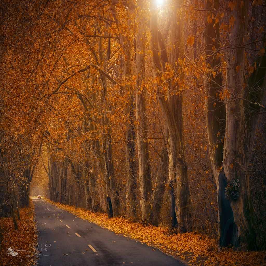 woodendreams:   (by ildikoneer)