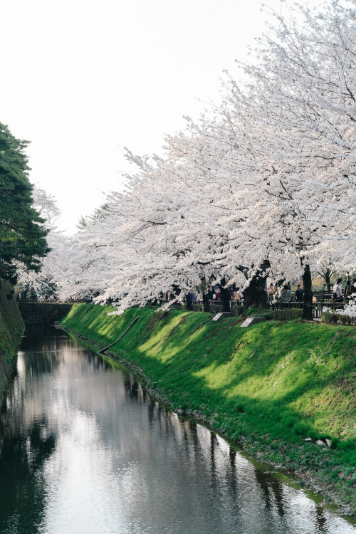 ourbedtimedreams: Cherry Blossoms at Kanazawa Castle by norsez Oh