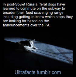 ultrafacts:  Source: [x] Click HERE for more facts! 