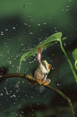 Spring Showers (Red-Eyed Tree Frog)