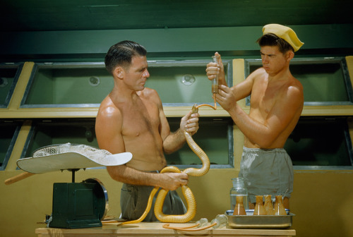 A man holds a Cape cobra as his son force-feeds it to assure venom supply, November 1950.Photograph 