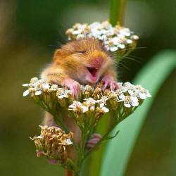 danglingthpider:  The happiest dormouse in the world 