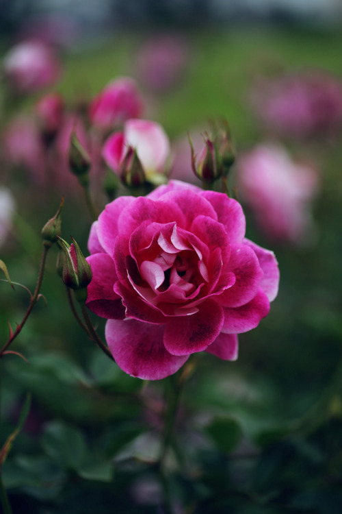 Deep pink. 