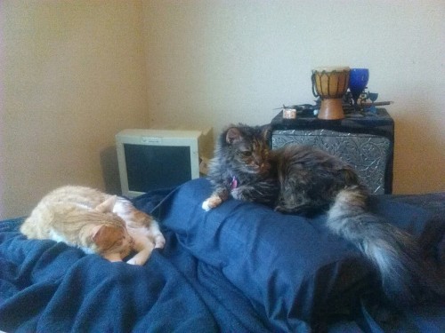 atalantapendrag: It’s Boston and Anya’s bed, they just let me sleep here.