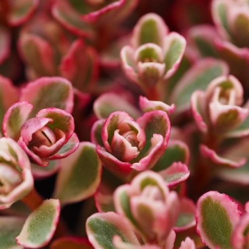 yadira-plants-are-friends: Kalanchoe variegata soo cute.