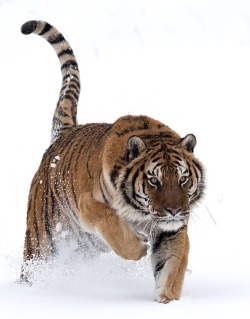 beautiful-wildlife:  The Hunter by mz_images