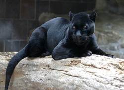 sixpenceee:  A compilation of some rare and beautiful melanistic animals. These animals have a development of the dark-colored pigment melanin in their skin &amp; appendages. 