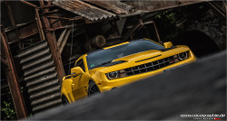 automotivated:  (via 500px / bumblebee by