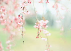 sweetbunie:  by setsuna 