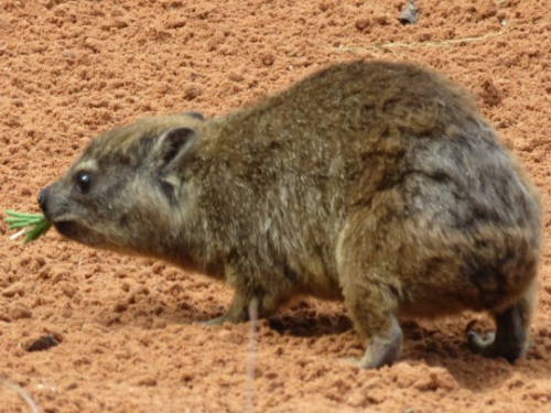 The Rock Hyrax, Also Called Dassie, Cape Hyrax, Rock Rabbit, And (in The King James Bible) Coney, Is