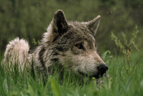 petitloupbete: Credit: Jim and Jamie Dutcher  “An omega male gray wolf in spring