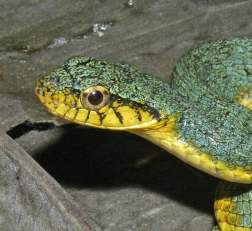 typhlonectes:Green False Viper (Xenodon werneri), from northern South America, is a rear-fanged mi