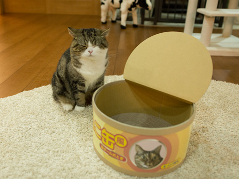 cybergata:“What is this?  Hum must be something for Maru to climb into.”  AND “something for Hana to
