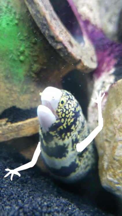 snowflakeeel:watch out snarms because Noodle is here with…. uhhh eelrms… ear
