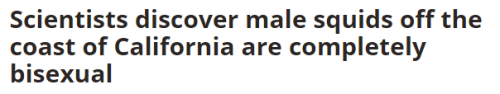 riftings:  bisexualbaker:  stilesisbiles:  sorrynotsorrybi:  Totally here for bi squids. (full article here)   I couldn’t resist  You have no idea how here I am for bi squids (and other cephalopods).  @theoctopusnods !!!! 