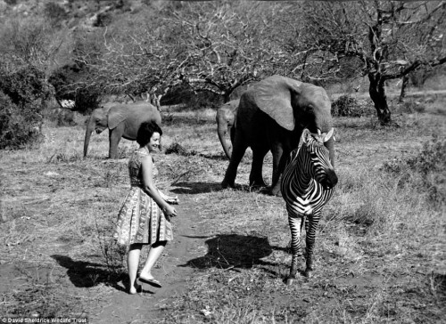 dodosite:  Dr. Dame Daphne Sheldrick is a force to be reckoned with. Known affectionately as the “el