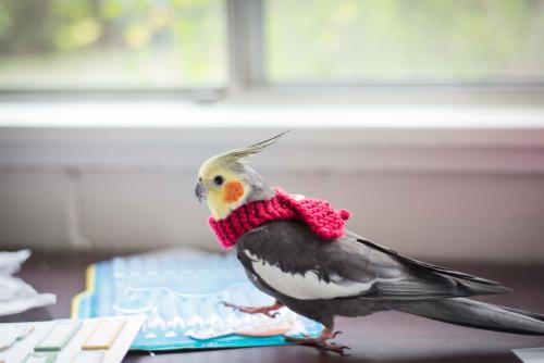timeforbirds: boopsandswoops:  parrot-pictures: My little curmudgeon, Birdbrain @timeforbirds 2 alre
