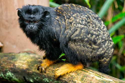 synapsid-taxonomy:kellyclowers:luffik:Let me introduce you to…Red Handed Tamarin…who looks like a ba