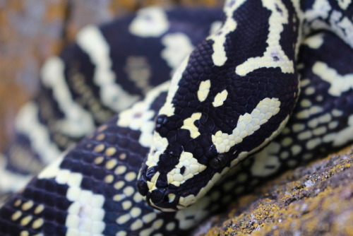 pansneksual:Toph, jungle carpet pythonMorelia spilota cheynei