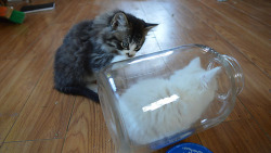 worldofthecutestcuties:  My kitten likes to ‘hide’ in this jar, and her brother is confused!