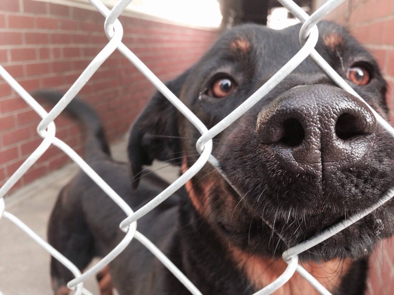 cutepuppyoftheday:  (lil dog named prickles from my local dog shelter)