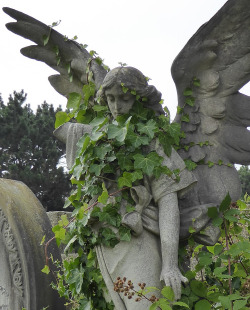 skull-designs: Hove angels; ivy. Hove Cemetery, East Sussex. 