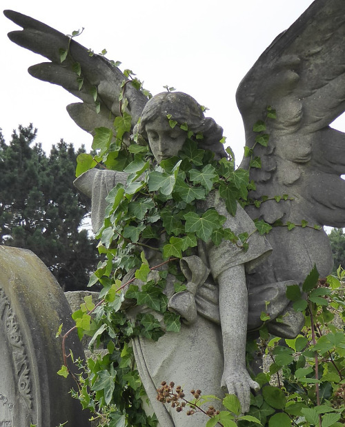 skull-designs:Hove angels; ivy.Hove Cemetery, East Sussex.