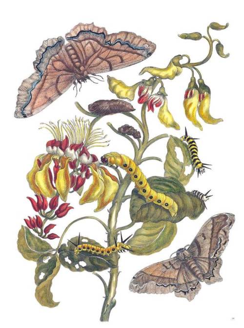 Giant Silk Moths and purple coral tree.  Etching by Joseph Mulder, based on the artwork of Mari