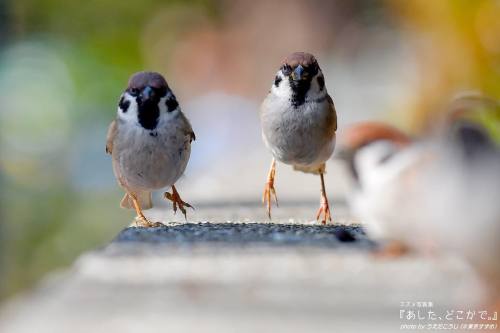 tokyo-sparrows: 左ちゅん）あしたに向かって、いくぞぉー！. 右ちゅん）おー✨. （スズメちゃんと #妄想日常会話）. . いつもいっしょに. #スズメ写真集 『あした、どこかで。』. 