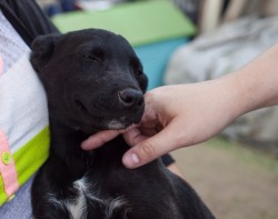 awwww-cute:  I rented a place off Airbnb and it said there were a few dogs on the property. This little fella was one of them