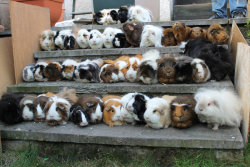 Yourvoiceinnovember:  This Looks Like A Senior Class Picture Of Guinea Pigs 