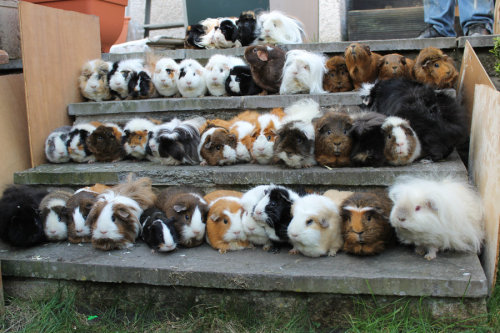 Porn idkjustshiv:  furything:  44 guinea pigs photos