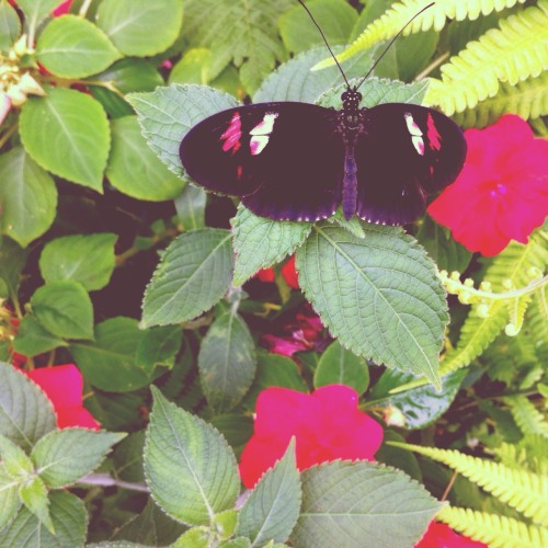 luna-patchouli:Volunteering at the butterfly house is always a wonderful, magical experience. I love
