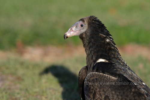 Juvenile turkey vulture (Cathartes aura)