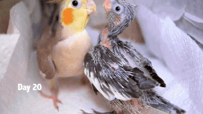 gifsboom:  Baby Cockatiels’ first 30 days. [video]