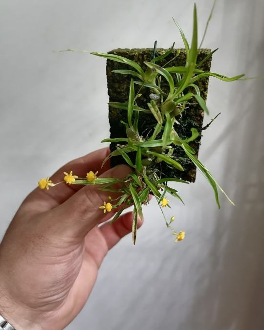porroglossum | Explore Tumblr Posts and Blogs | Tumpik