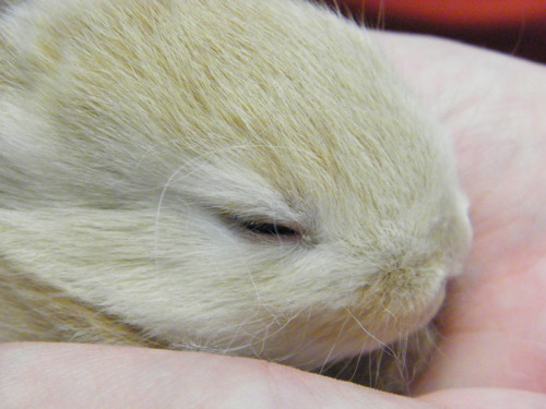 fortunas-sands:  Baby bunny photos from the Georgia House Rabbit Society! 