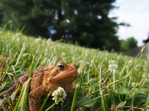 bourbonbbqbackroads:Mr. Toad | Chilling by the Pool House | Central Kentucky