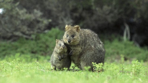 the-absolute-funniest-posts:  dear-moleskine: Meet the Quokka, the cutest little