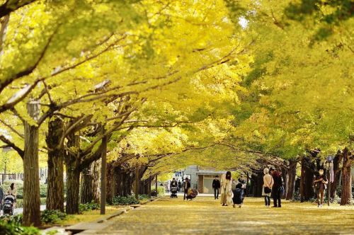 秋本番。 #japan #tokyo #seasons #autumn #flowers #people #nikonphotography #life #nature #ginkgo  https: