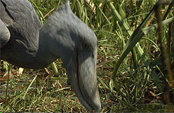 whiny-sugar-glider:   BBC Earth - Africa         Shoebills are awesome.       Dinosaauuurss