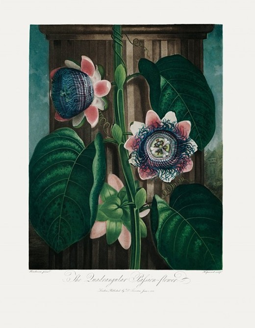 2headedsnake:  Robert John Thornton, ‘The Temple of Flora’, 1799 Paintings by