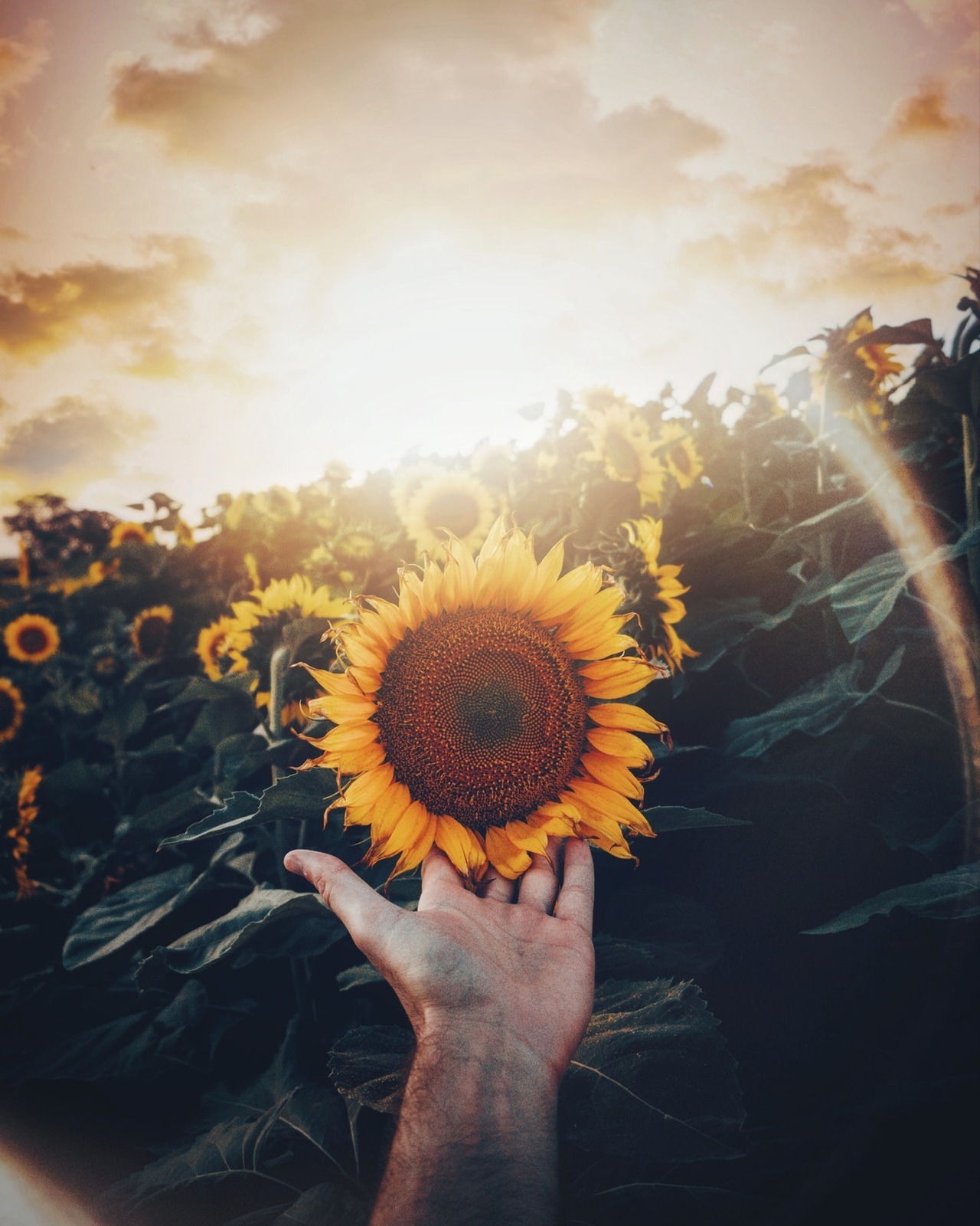 tselmc:  My favorite flower
